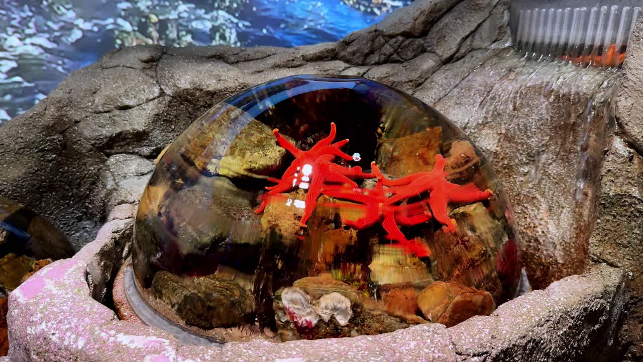 Red starfish in a glass dome surrounded by rocks, set in the Busan Aquarium