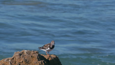 baby seagull standing on a rock, a wave hits the rocks and spray water on the background