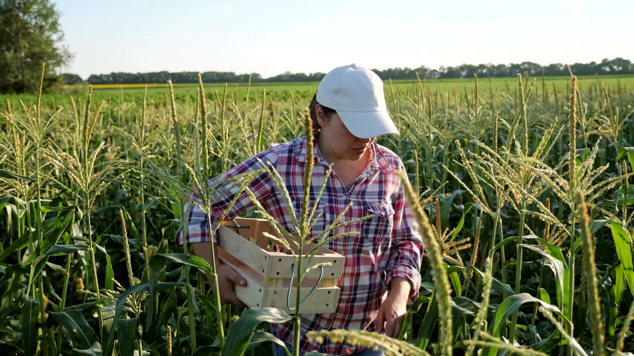 agricultor en un campo de maíz con una caja de madera