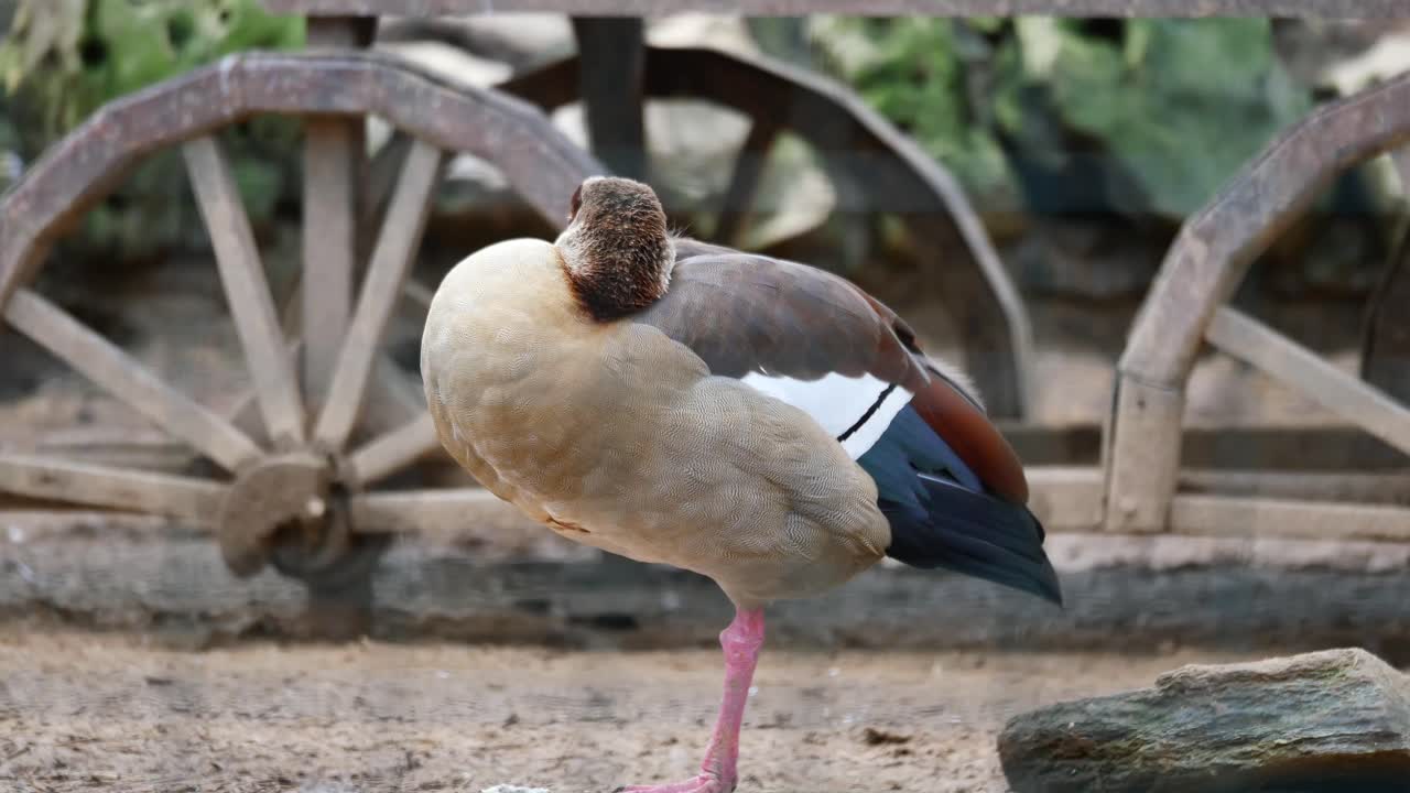 Goose resting near old wooden wheels