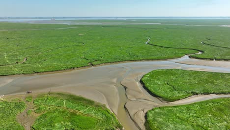 long aerial shot of bright green wetlands with grass, bushes and small rivers leading into the sea, in a natural park