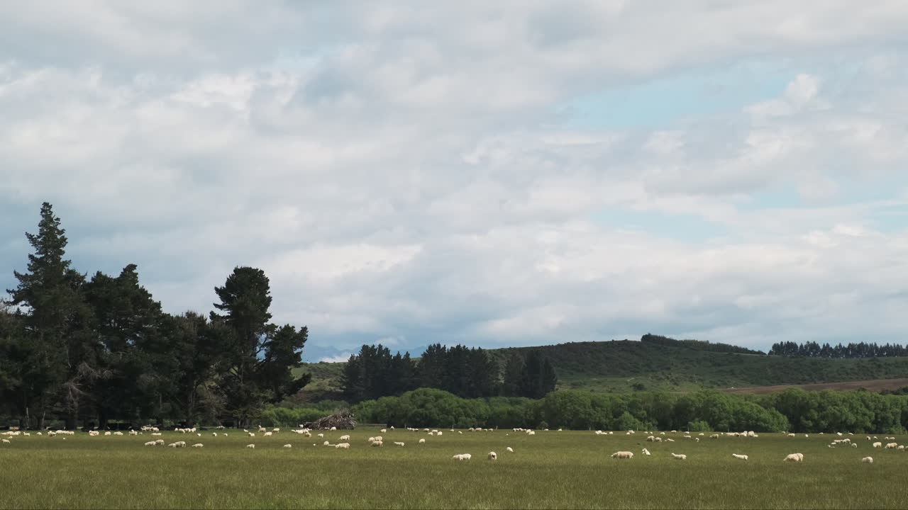 cientos de ovejas pastando en pastos verdes de nueva zelanda