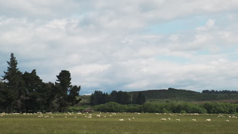 hundreds of sheep grazing in green new zealand farm pasture