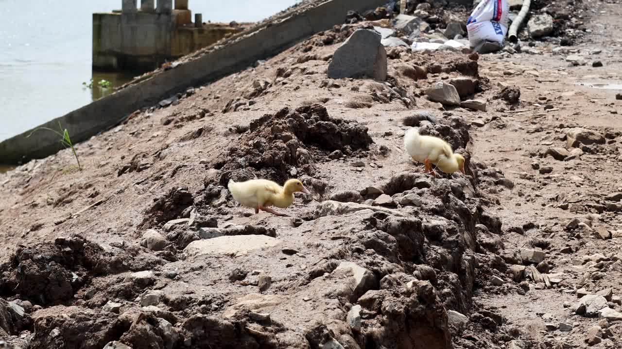 진 가득 한 강변 을 따라 는 오리 새끼 들