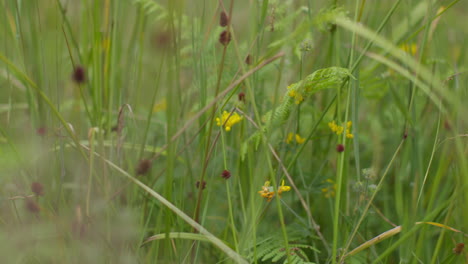 Nahaufnahme-Von-Gräsern-Mit-Farnblättern,-Blumen-Und-Pflanzen,-Die-Auf-Dem-Land-Wachsen