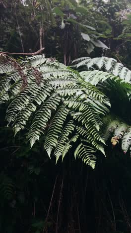 fern in a tropical rainforest