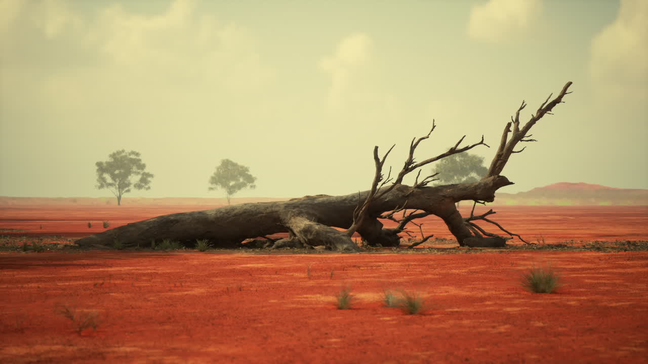 árbol caído en un paisaje desértico