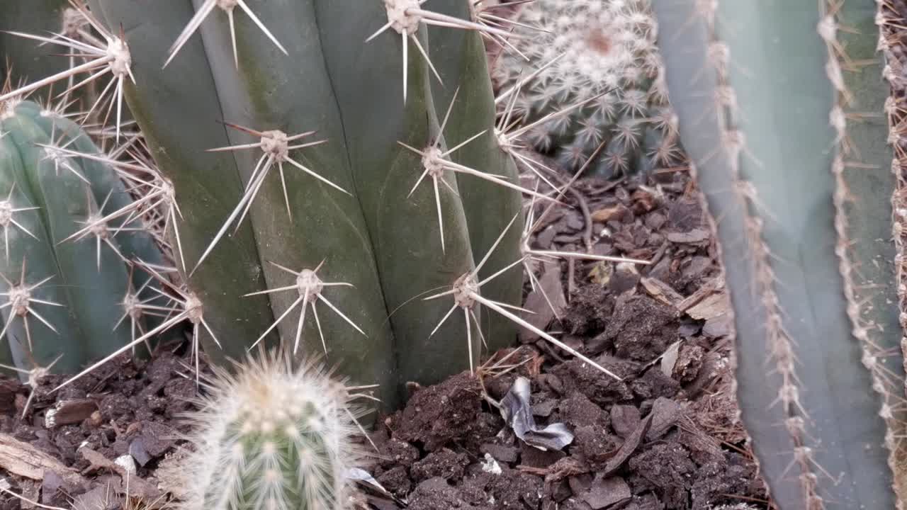 Panning view of cactus in their details. Close-up. Slow motion