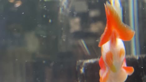 little peaceful fish lionhead goldfish, carassius auratus auratus swim slowly in the aquarium tank