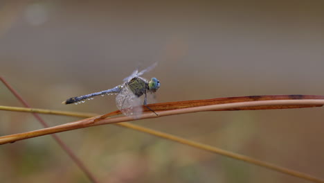 wide shot of blue dragonfly sitting on grass blade covered in morning dew during winter