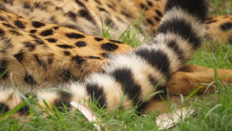 cheetah tail flicking in irritation while laying down, extreme closeup