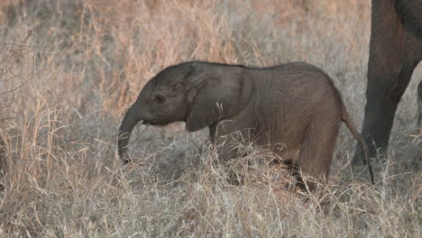 African-elephant-tiny-calf-sniffing-with-trunk-between-two-adults