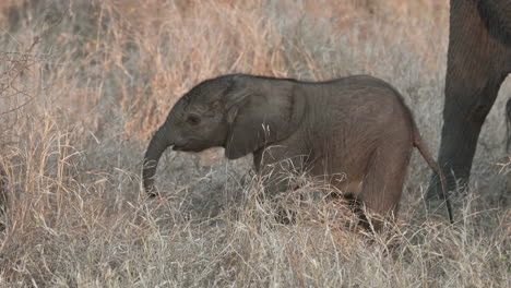 african elephant tiny calf sniffing with trunk between two adults