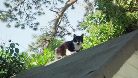 black and white cat looks into camera on shed, afternoon sun