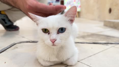 fondle a pretty white beautiful cat with different color eyes gold blue pink ear fluffy relax calm at night portrait close up shot view in doha qatar