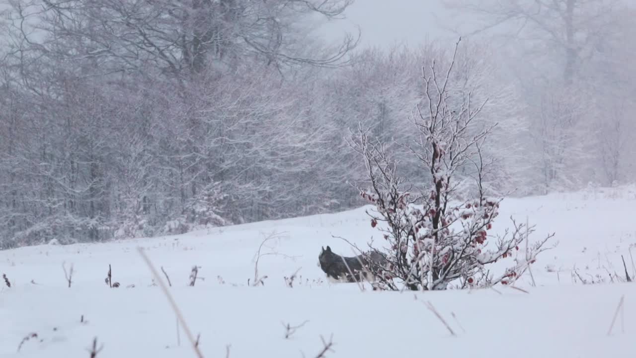 A husky out in a snowstorm, looking around