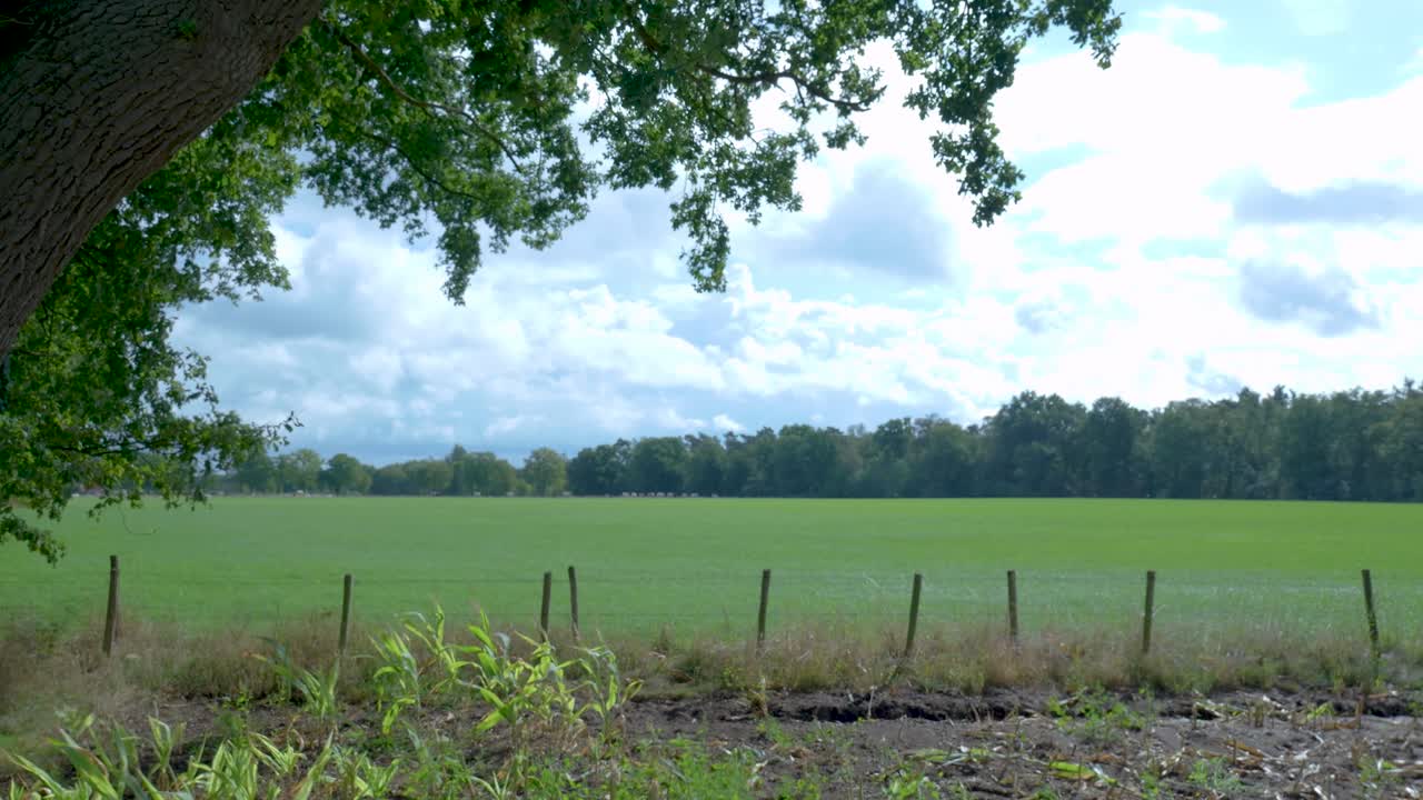 Green Field Landscape with Trees and Cloudy Sky