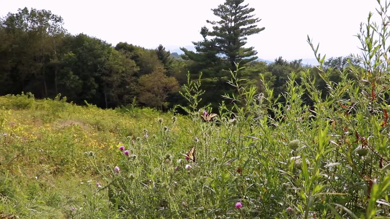 mariposas bailando entre flores en un prado de montaña mientras se mueven con el viento