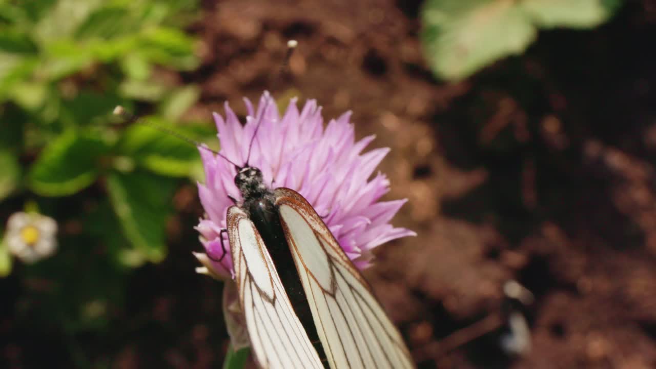 Butterfly on a Chive Flower