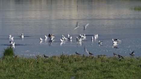 various birds in natural habitat of denmark wetlands foraging and flying around