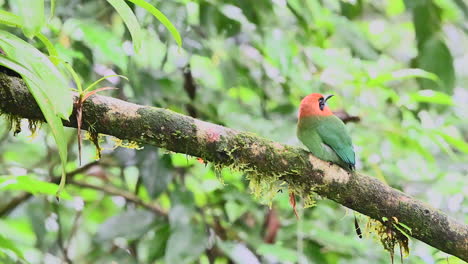 Broad-billed-Motmot-perched-on-branch-looking-around-and-flying-off