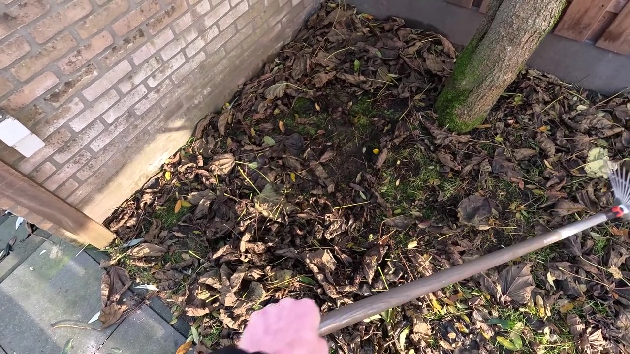 Raking the leaves in a garden bed.