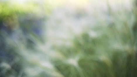 delicate grass in a field