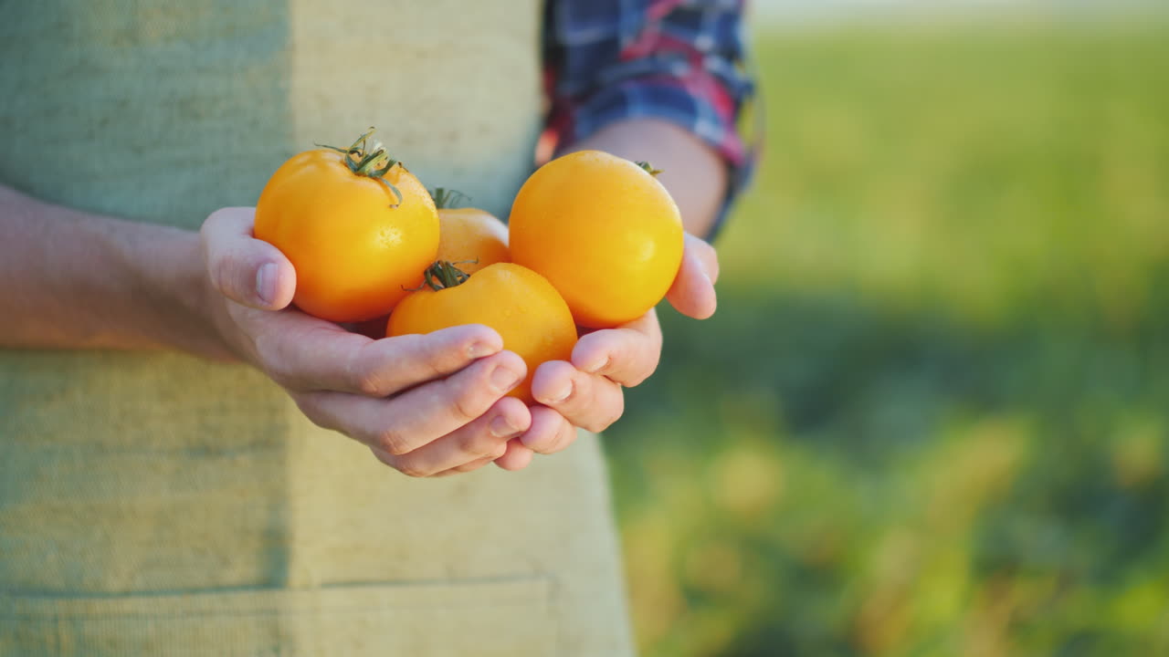 농부의 손에는 들판에서 가져온 여러 개의 노란 토마토 신선한 야채가 있습니다.