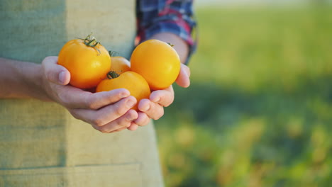 las manos del agricultor sostienen varios tomates amarillos verduras frescas del campo