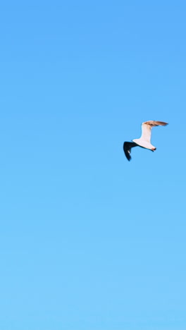 gull soaring in sky. seagull flying above the sea on the blue sky baclground