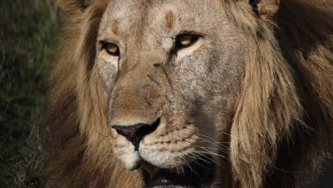 Close-up-of-male-lion-with-mane-in-Tanzania,-Africa