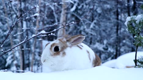 Ein-Hase-Erkundet-Den-Schnee