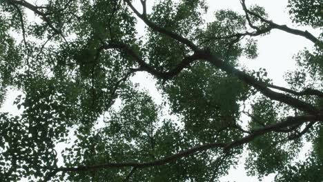 Maravillosa-Vista-De-Los-árboles-Verdes-Con-Un-Cielo-Brillante-Arriba---Toma-Amplia