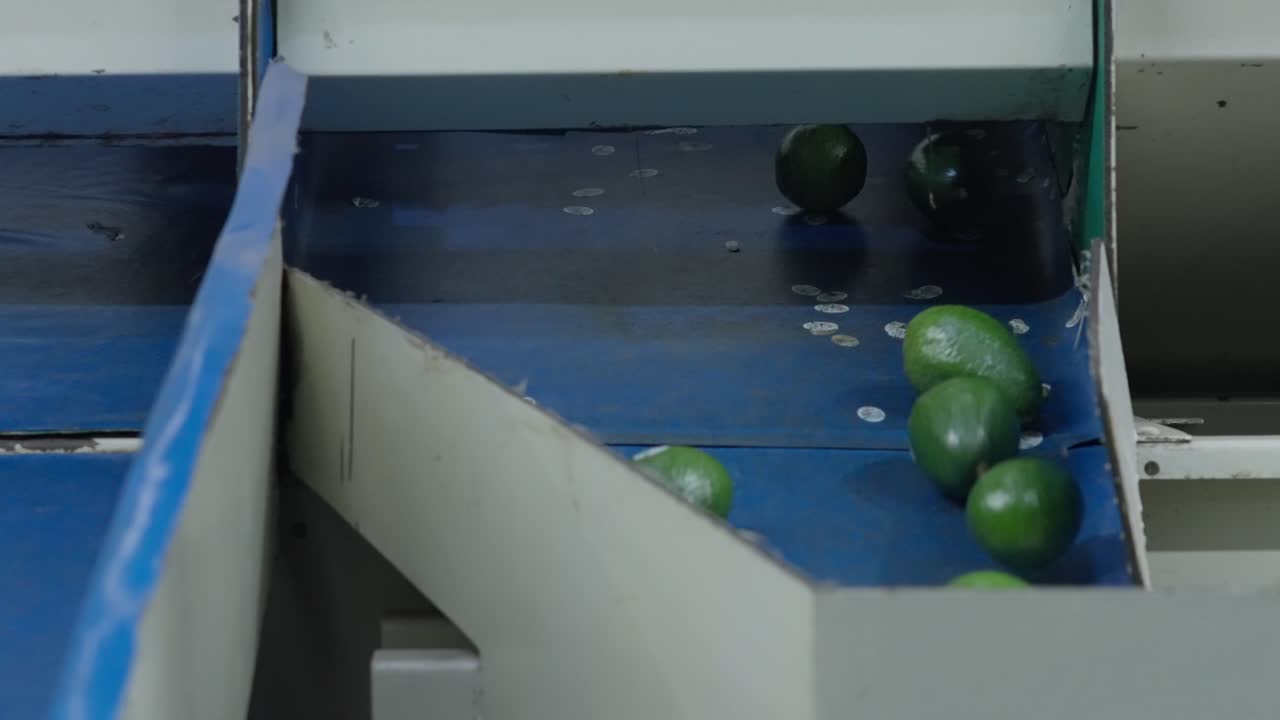 SLOW MOTION SHOT OF AVOCADOS ROLLING DOWN AT AN AVOCADO PACKING HOUSE IN TANCITARO MICHOACAN