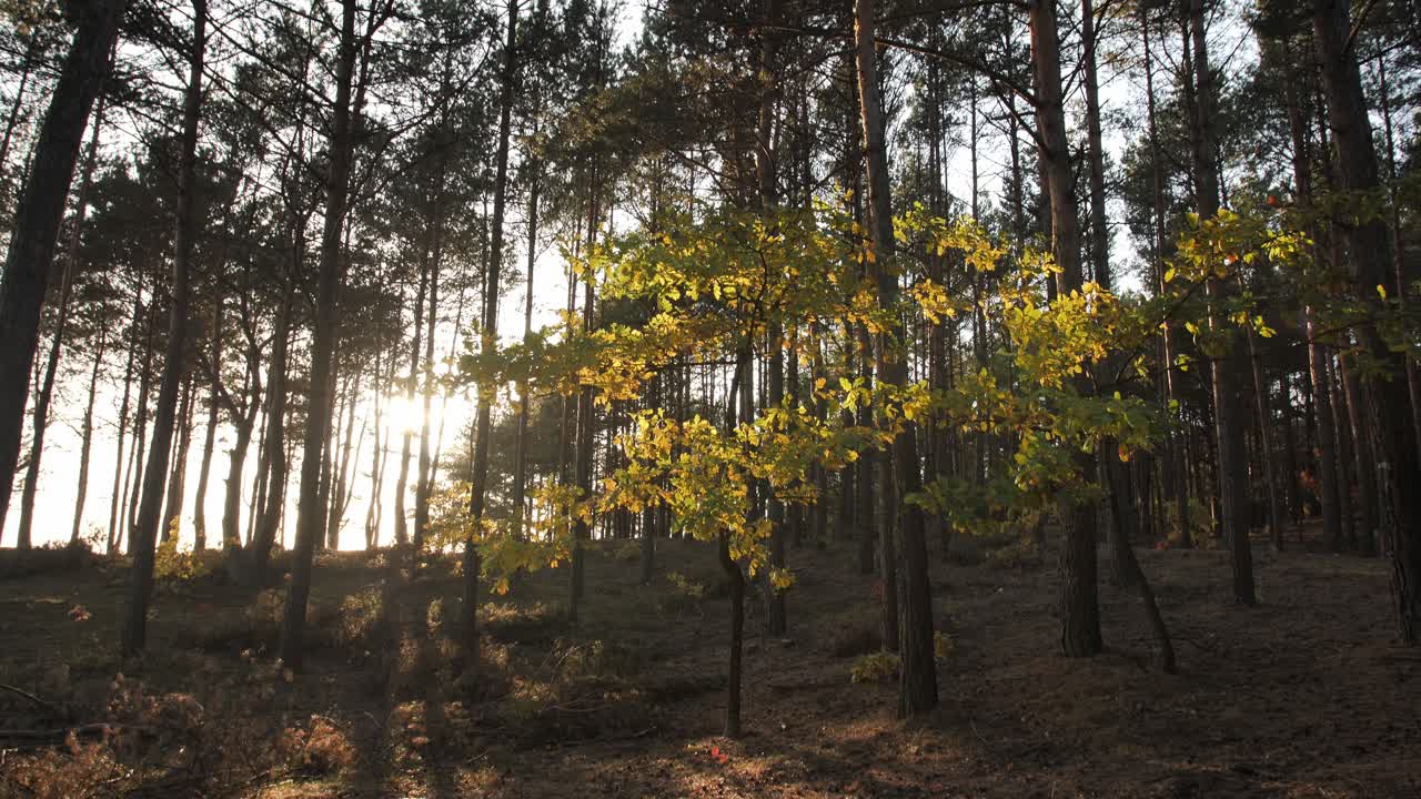 природные ландшафты в глубине леса