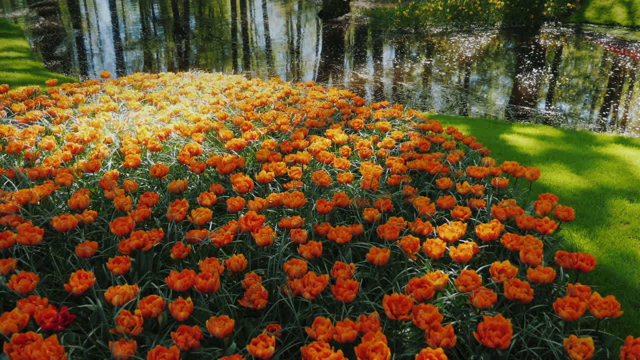 tulipas laranja pelo rio calmo