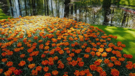 orange tulips by calm river