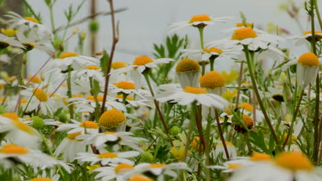 winter margaça - , small flowers with white petals and a yellow disc, which contrast with the green of its stems and leaves