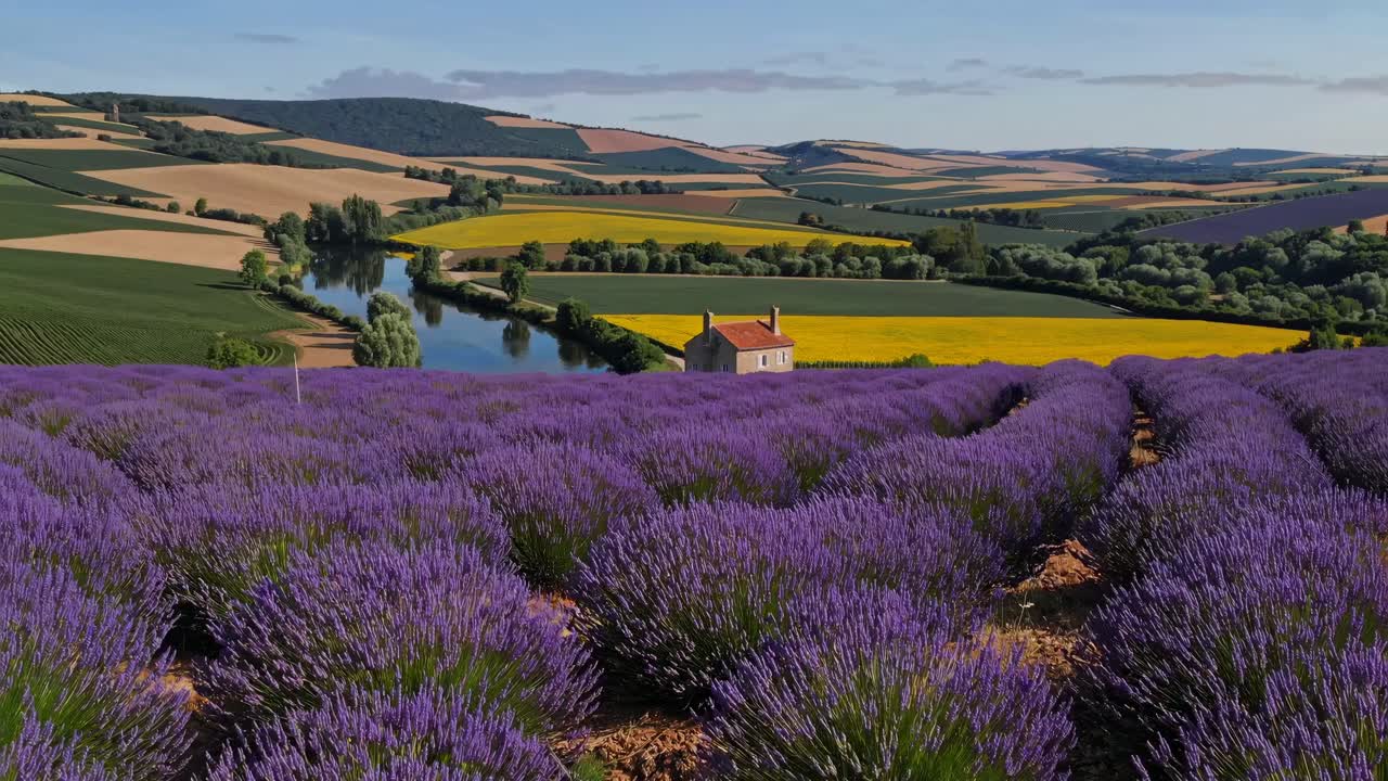 Aerial video captures vast lavender fields with a house in the center, surrounded by rolling hills
