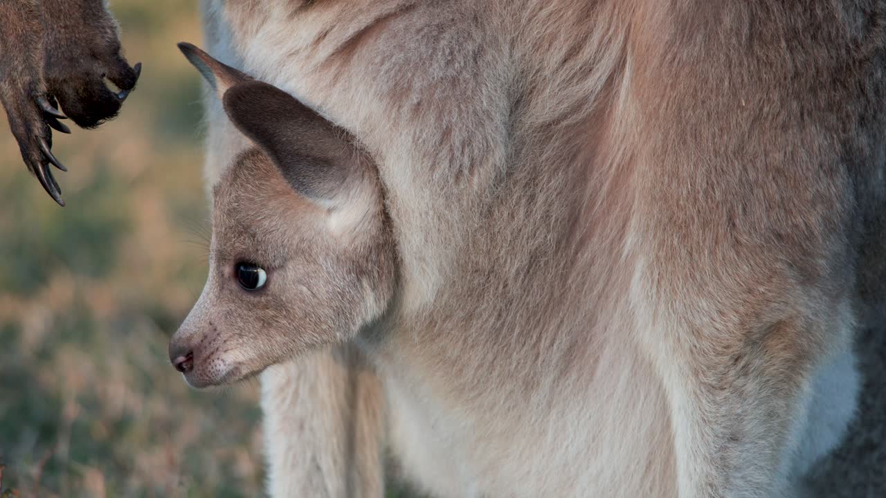 A kangaroo joey curiously peers from its mother’s pouch in warm sunset light, with gentle camera movement and soft natural background in Gold Coast, Australia