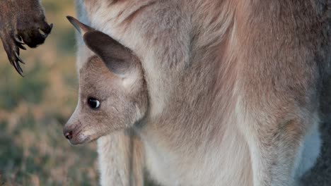 a kangaroo joey curiously peers from its mother’s pouch in warm sunset light, with gentle camera movement and soft natural background in gold coast, australia