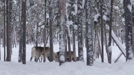 cute reindeer on farm in snowy environment