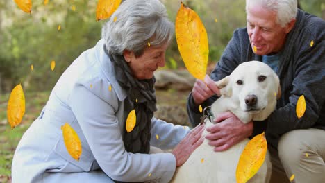 digital composition of autumn leaves falling over senior caucasian couple playing with dog at park