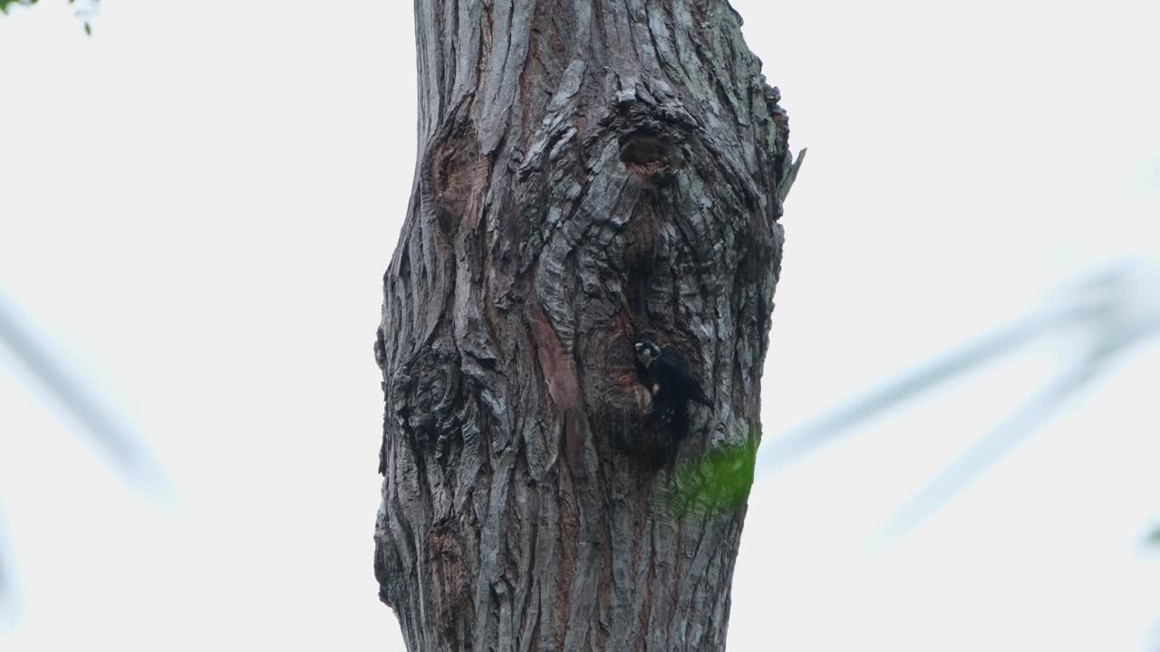 visto durante un día lluvioso fuera de su madriguera cuidando de sus polluelos luego vuela hacia la cámara, halcón de muslos negros microhierax fringillarius, tailandia
