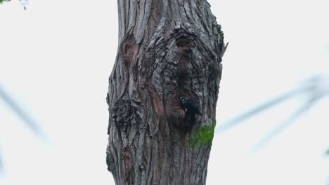 visto durante un día lluvioso fuera de su madriguera cuidando de sus polluelos luego vuela hacia la cámara, halcón de muslos negros microhierax fringillarius, tailandia