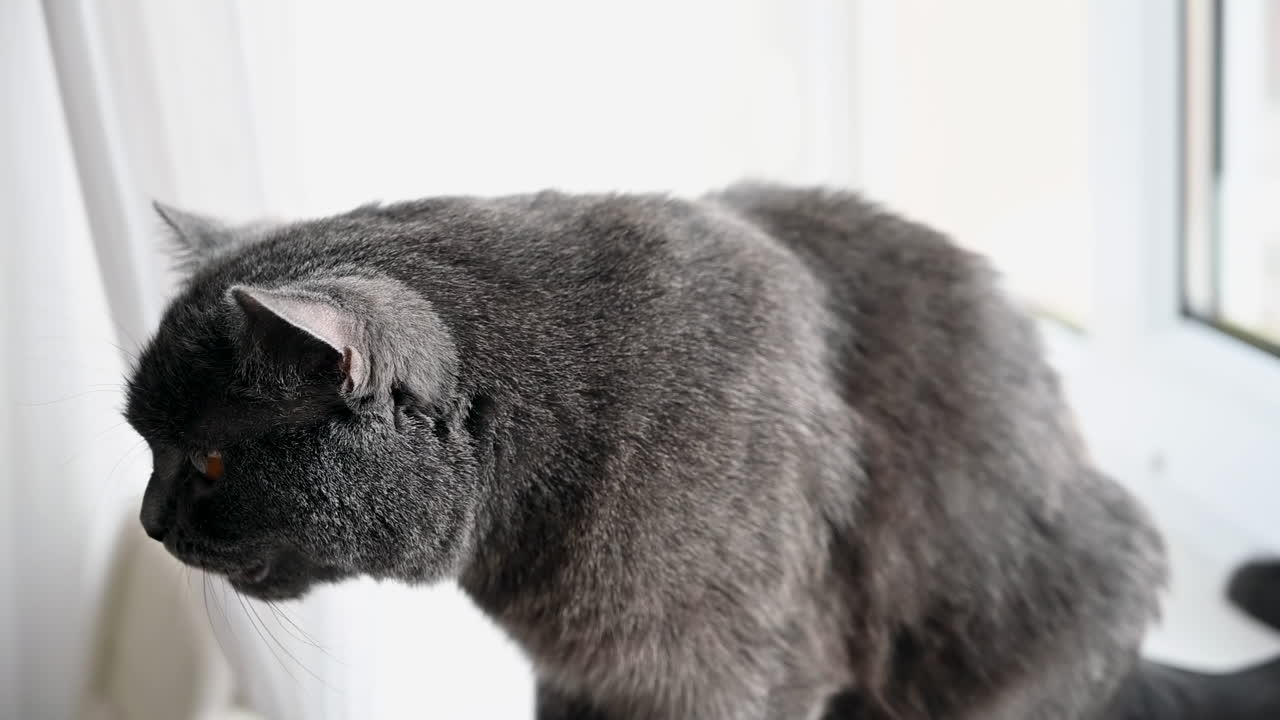 Close up of a grey British shorthair cat with orange eyes sitting on the floor