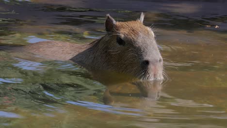 capybara swimming in a pond