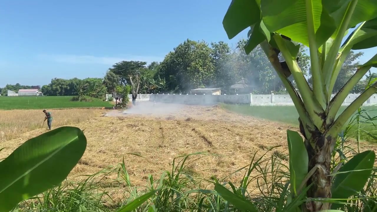 Agricultor Trabalhando em um Campo de Arroz Seco com Fumaça Sob um Céu Azul