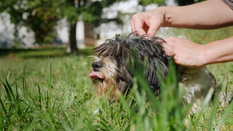 treating a fluffy dog for fleas