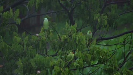 parrots seatting on tree in rain